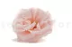 Preserved Wild Rose Pink (set of 12) 8