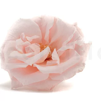 Preserved Wild Rose Pink (set of 12)