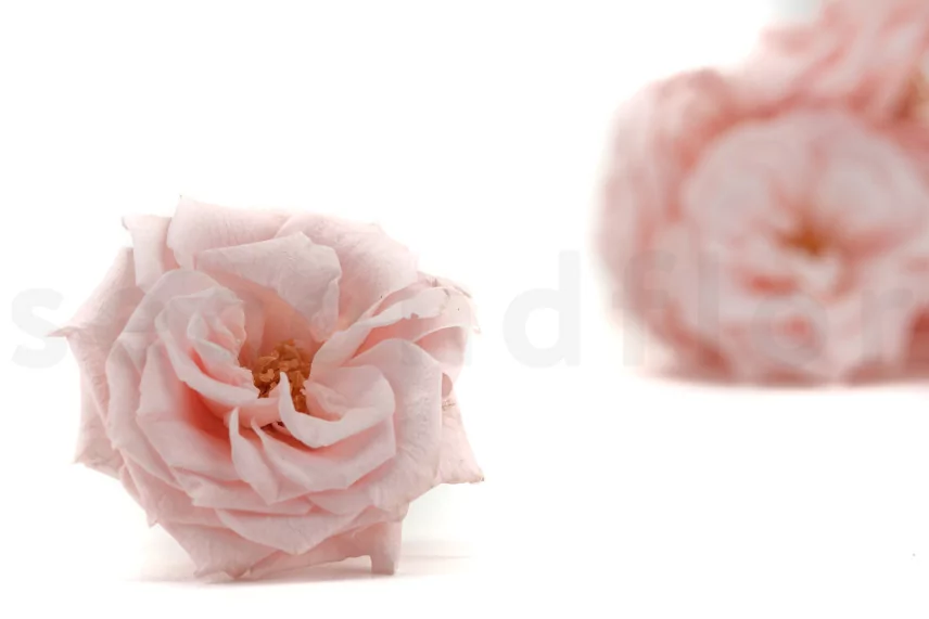 Preserved Wild Rose Pink (set of 12)