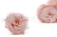 Preserved Wild Rose Pink (set of 12) 1