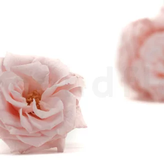 Preserved Wild Rose Pink (set of 12)