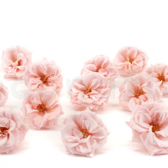 Preserved Wild Rose Pink (set of 12)