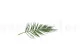 Preserved Phoenix Palm Leaf 7