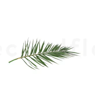 Preserved Phoenix Palm Leaf