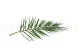 Preserved Phoenix Palm Leaf 4