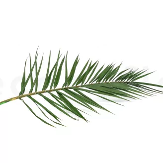 Preserved Phoenix Palm Leaf