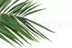 Preserved Phoenix Palm Leaf 8