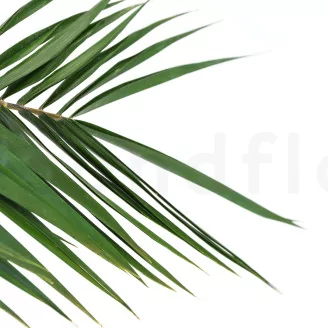 Preserved Phoenix Palm Leaf