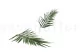 Preserved Phoenix Palm Leaf 3