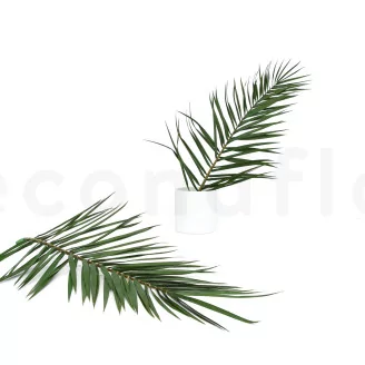 Preserved Phoenix Palm Leaf