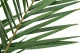 Preserved Phoenix Palm Leaf 2
