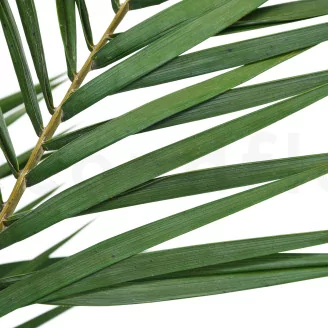 Preserved Phoenix Palm Leaf