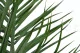 Preserved Phoenix Palm Leaf 5