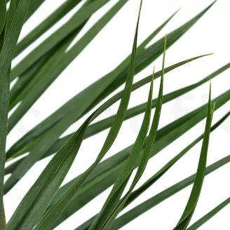 Preserved Phoenix Palm Leaf