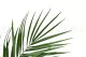 Preserved Phoenix Palm Leaf 9