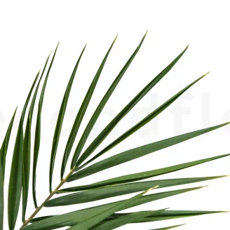 Preserved Phoenix Palm Leaf