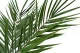 Preserved Phoenix Palm Leaf 6