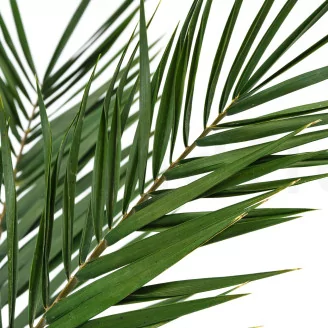 Preserved Phoenix Palm Leaf