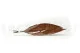 Preserved Tropical Leaf Brown (set of 8) 10