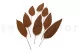 Preserved Tropical Leaf Brown (set of 8) 3