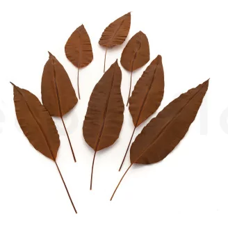 Preserved Tropical Leaf Brown (set of 8)