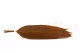 Preserved Tropical Leaf Brown (set of 8) 4
