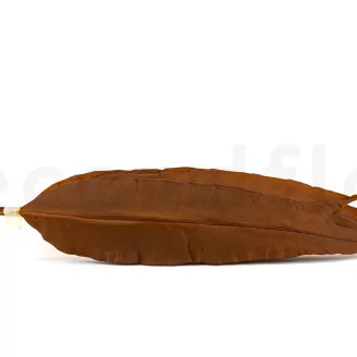 Preserved Tropical Leaf Brown (set of 8)