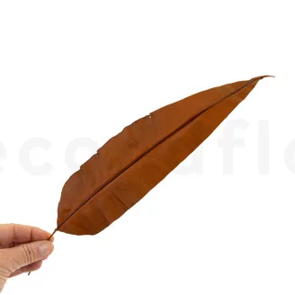 Preserved Tropical Leaf Brown (set of 8)