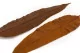 Preserved Tropical Leaf Brown (set of 8) 7