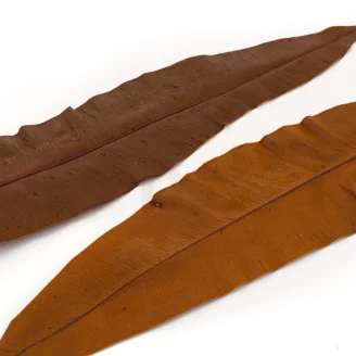 Preserved Tropical Leaf Brown (set of 8)
