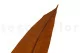 Preserved Tropical Leaf Brown (set of 8) 8