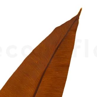 Preserved Tropical Leaf Brown (set of 8)