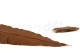 Preserved Tropical Leaf Brown (set of 8) 9