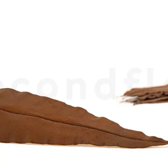 Preserved Tropical Leaf Brown (set of 8)