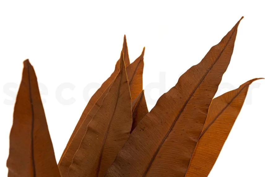 Preserved Tropical Leaf Brown (set of 8)