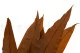 Preserved Tropical Leaf Brown (set of 8) 1