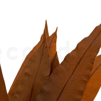 Preserved Tropical Leaf Brown (set of 8)