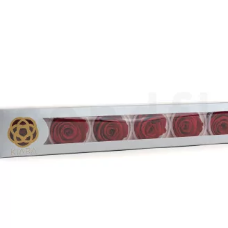 Preserved Rose XL Red (set of 6)
