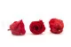 Preserved Rose XL Red (set of 6) 5