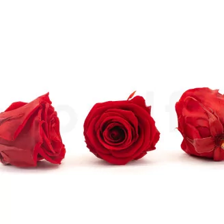 Preserved Rose XL Red (set of 6)