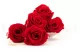 Preserved Rose XL Red (set of 6) 8