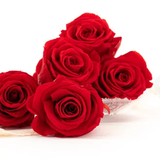 Preserved Rose XL Red (set of 6)