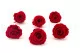 Preserved Rose XL Red (set of 6) 3