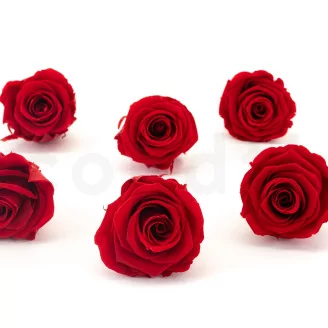 Preserved Rose XL Red (set of 6)