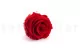 Preserved Rose XL Red (set of 6) 7