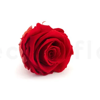 Preserved Rose XL Red (set of 6)
