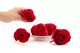 Preserved Rose XL Red (set of 6) 6