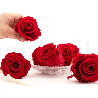 Preserved Rose XL Red (set of 6)