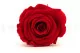 Preserved Rose XL Red (set of 6) 4
