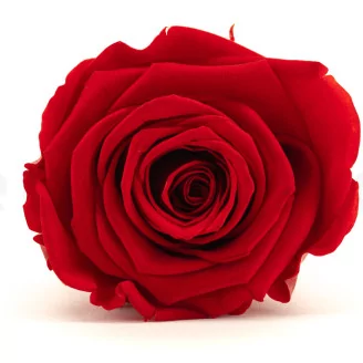 Preserved Rose XL Red (set of 6)
